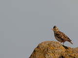 Boomleeuwerik - Lullula arborea - Wood Lark