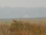 Blauwe Kiekendief - Circus cyaneus - Hen Herrier