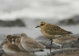 Goudplevier - Pluvialis apricaria - Golden Plover