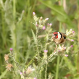 Putter - Carduelis carduelis - Goldfinch