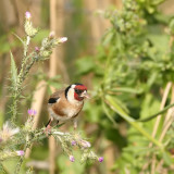 Putter - Carduelis carduelis - Goldfinch