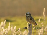 Velduil - Asio flammeus - Short-eared Owl