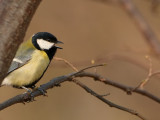 Koolmees - Parus major - Great Tit