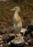 Ralreiger - Ardeola ralloides - Squacco Heron