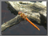 Common Darter male 