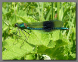 Banded Demoiselle male