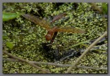 Brown Hawker female ovipositing