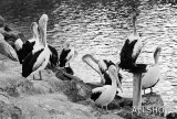 Pelicans_Kingscote_#3.jpg