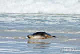 Seal_Bay_Sealion_#9.jpg