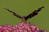 atalanta (Vanessa atalanta)