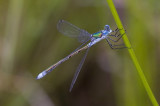 Libelle / dragonfly ??