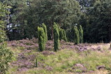 Jeneverbes / Juniperus communis