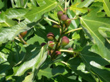 Figs Chemainus.jpg