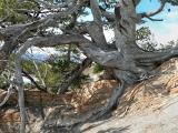 Ancient pine, Whirlpool Point