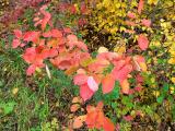 Chokecherry leaves in my yard