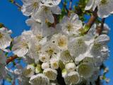 Cherry blossoms