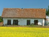 Homestead and canola, Smoky Lake