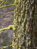 Lichens.jpg