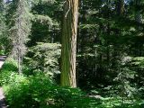 Giant cedar.jpg