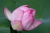 web020lotus 6.JPG