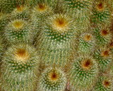 cactus groupweb.JPG