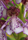 Lady orchid