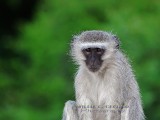 DSC_3887- Portrait of a Vervet monkey