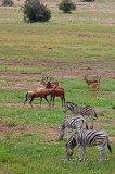 DSC_6440- Zebras, hartebeests and Impalas