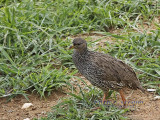 DSC_6369-  Shelleys Francolin.jpg