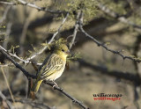 DSC_1241-   Brimstone Canary