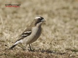 DSC_3635- Whitebrowed Sparrow Weaver