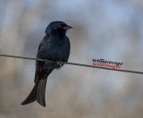 DSC_3954- Fork tailed Drongo .jpg