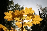 McHughTurnigan_22Sep2008_ 015 [800x600].JPG