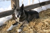 Iditarod_ANC_DogReturn_12Mar2009_ 009.JPG