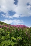 HatcherPass_18Jul2009_ 037.JPG