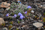 NearPoint_Flowers_30May2010_ 013_PurpleOxytrope.JPG