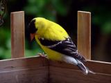 American Goldfinch (male)