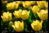 Yellow Tulips