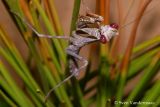 Praying mantis