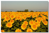 Sunflowers 2009