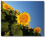 Sunflowers 2009