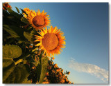 Sunflowers 2009