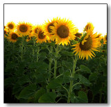 Sunflowers 2009