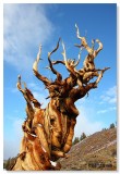 Bristlecone Pine Forest 2010