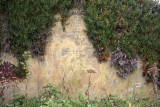 Fort Barry Mine Casemate.  Camouflaged wing wall partly obscured by ice plant.