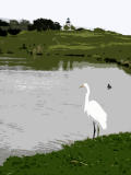 Pt Pinos egret-cutout.jpg