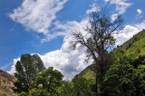 Dead Tree in Sardine Canyon