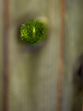 Just grass and a fence