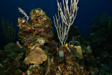 Roatan Underwater
