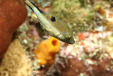 IMG_3509.jpg